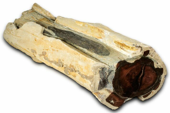 Polished Petrified Wood (Cherry) Limb Section - McDermitt, Oregon #346216